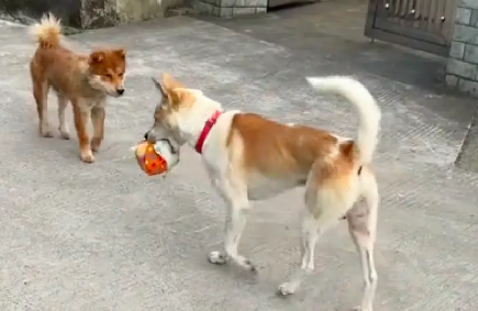 主人给狗买了玩具，狗狗非要叼着在村里走一圈