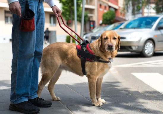 1月1日起施行！最高罚5000元！家里养狗的南昌人注意