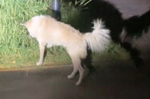 流浪狗担心网友走夜路怕黑，竟主动送她到车旁！