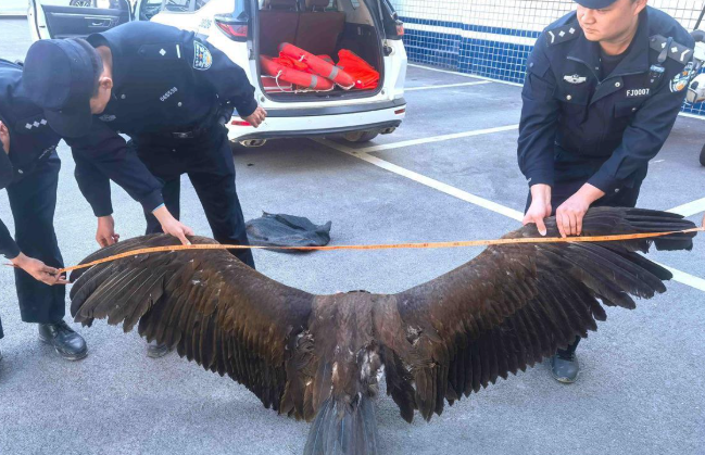 秃鹫翅膀受伤被困，襄阳保康警民爱心接力救助