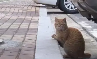 身体残疾的品种小猫，为了生存它拼命挽留人类