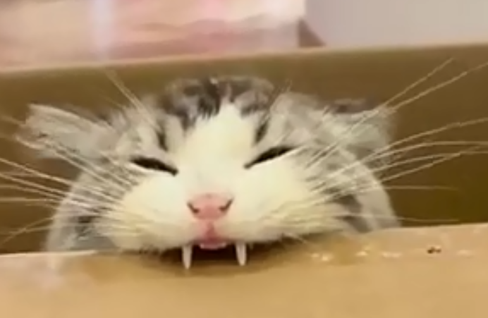 猫咪确诊为订书机，这是没吃饱？