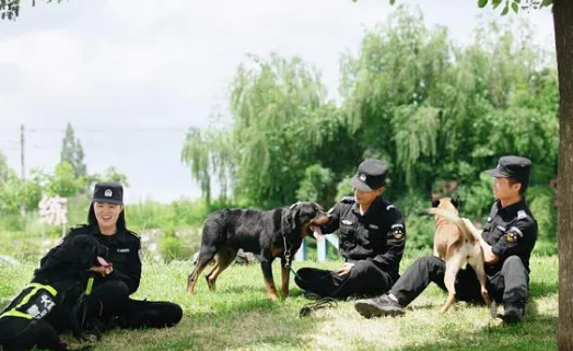 使命必达！探访警犬大队感受“奇兵”风采