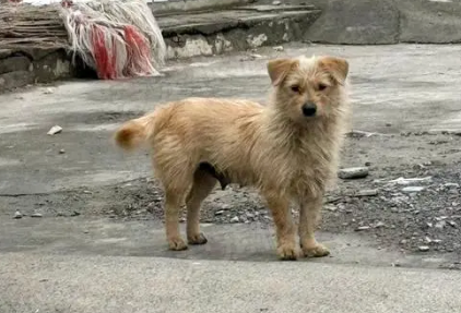 6只流浪小狗被掰断腿，获救后还在朝人摇尾巴