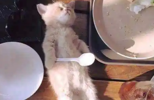 小猫咪吃着吃着躺在桌子上睡着了，网友：你倒是醒醒啊！ 