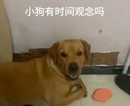 主人让狗狗明早6点叫她起床，没想到它真准时来了，