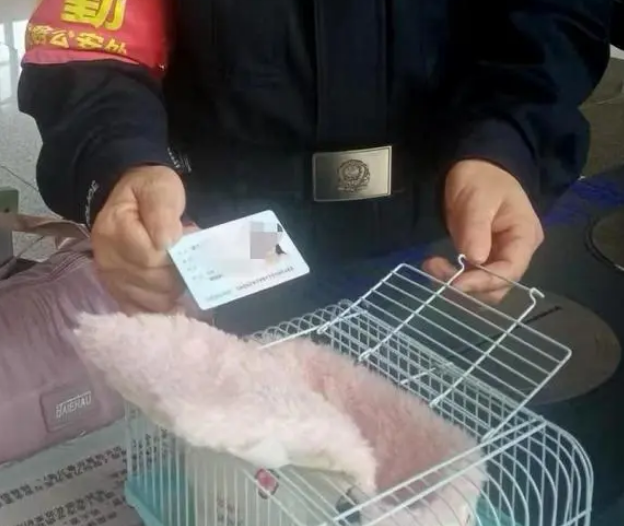 女孩包里发现活松鼠，龙山铁警及时拦截