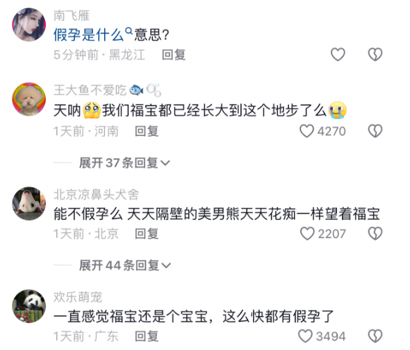 熊猫福宝进入假孕状态，网友：我一直感觉福宝还是个宝宝