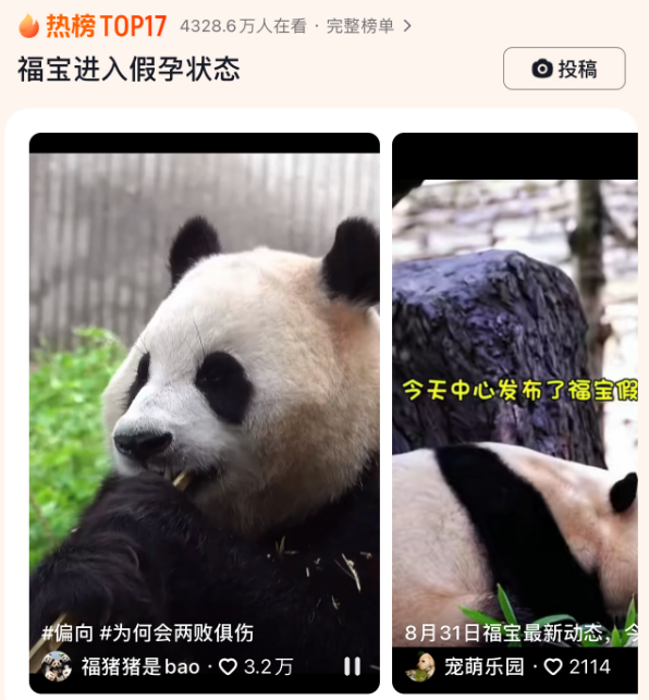 熊猫福宝进入假孕状态，网友：我一直感觉福宝还是个宝宝