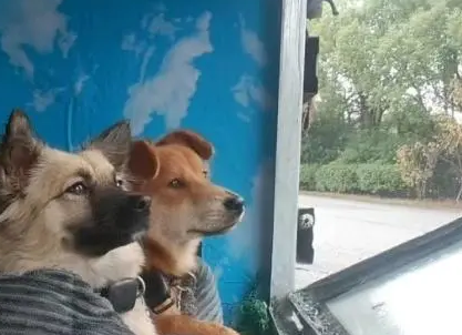货车司机带着流浪狗跑车，豪华狗窝惊呆网友：有全景落地窗
