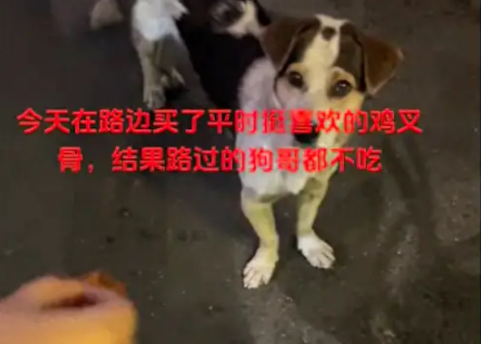情侣好心将买的鸡叉骨给路边狗吃，结果它都不吃！狗：你们吃这？ 