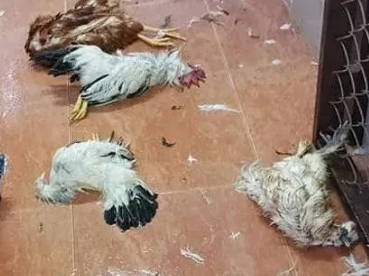 带二哈回家第二天就被妈妈撵走并要断绝关系，网友：没打死算真爱 