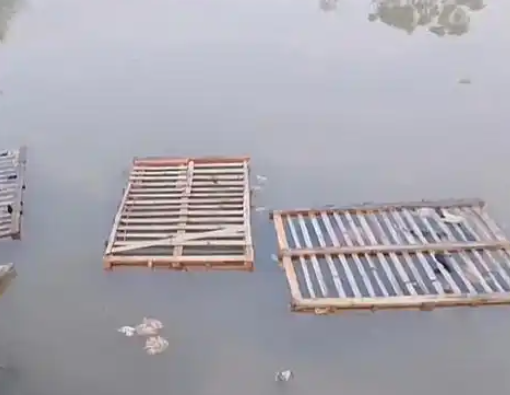 网传近百只猫被猫贩子溺死？当地回应：正在调查中