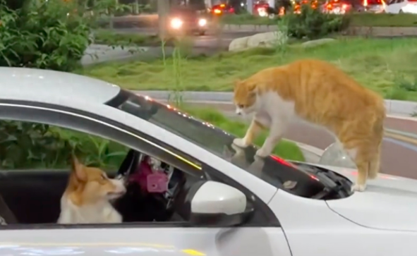 柯基坐车上被猫盯上了，它一边害怕一边对主人嘻嘻