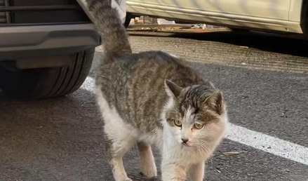 流浪猫狗成“流动隐患”，该如何治理？