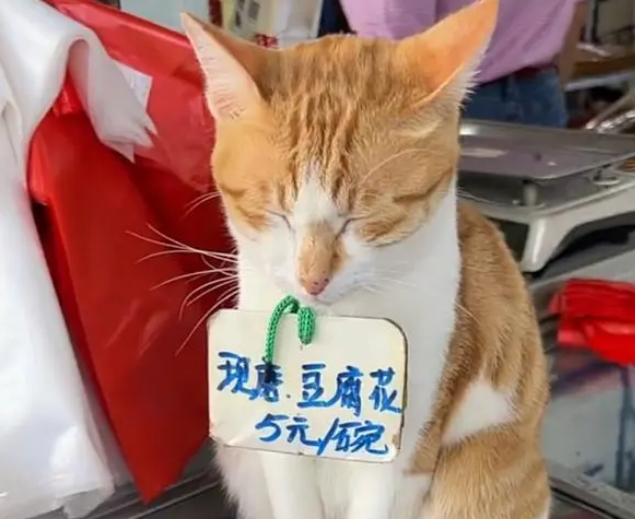 泰山猫咪一天被800个游客摸头，一脸生无可恋