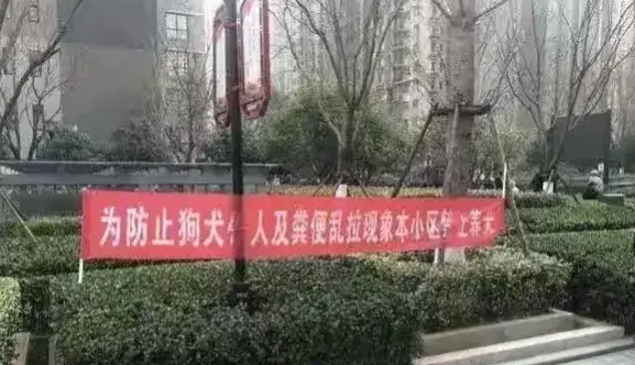 “限狗令”来袭！杭州市养犬人士的心声与无奈揭秘