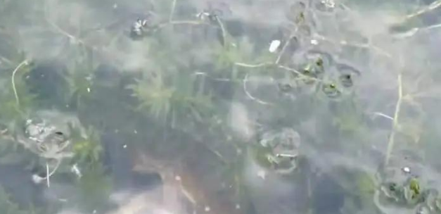 	 中秋大闸蟹要破百？水产市场：还没上市