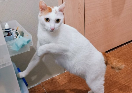 养猫狗“没意思”蜥蜴小蛇成北京青少年“新宠”
