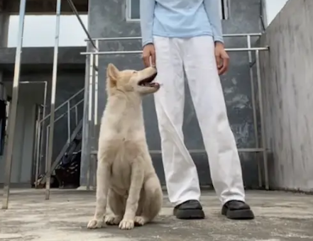 主人拍视频时田园犬闯入镜头坐下来，环顾四周是否有危险