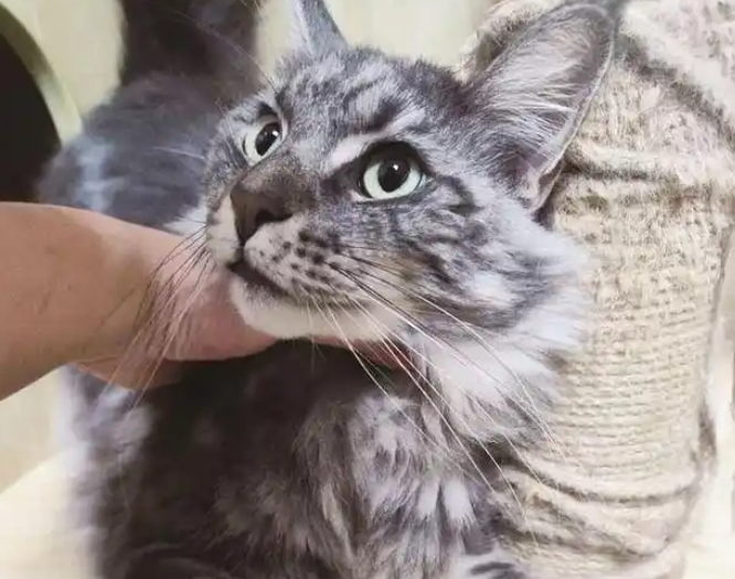 猫咪放店里寄养，主人却“半失联”，该如何处理？