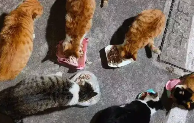 熬汤食材成了流浪猫、流浪狗的盘中餐