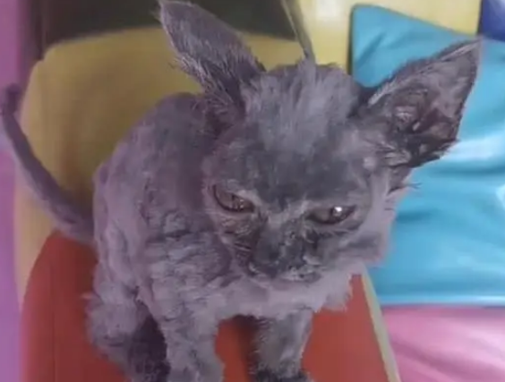 路遇一只毛发打结的猫，捡回去发现是蓝猫