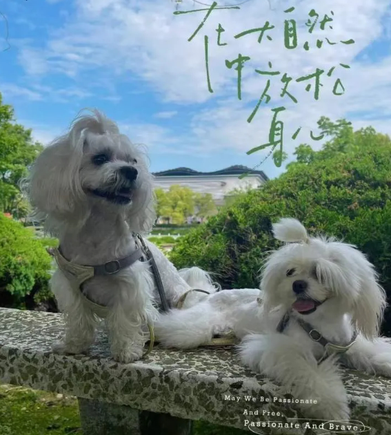 “给你15万，我要把小七带走”，上海90后夫妻为争狗狗抚养权要闹到法庭