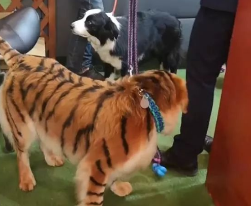 染发小哥要800我还觉得亏，边牧的反应让我觉得值了：看都不敢看