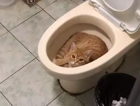 朋友家玩想上厕所开门呆了：叫你及时洗厕所吧，你看这都长猫了