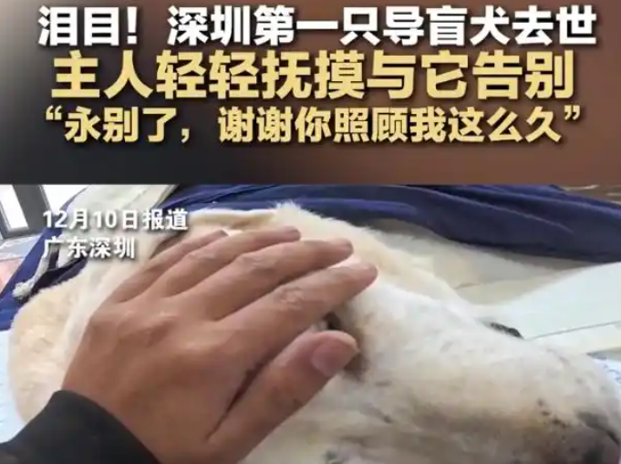 深圳第1只导盲犬奥斯卡去世，主人轻轻抚摸与它告别