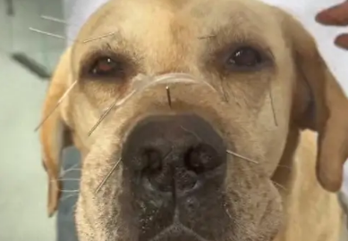 狗狗因为吹空调导致面瘫，要喝中药扎针灸！ 