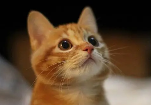 猫咪即将离世，小女孩抱着它温柔的唱歌：你不知道我有多爱你