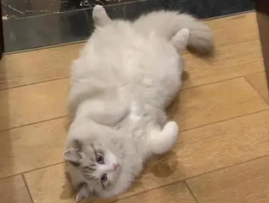 男子捡回一只脏兮兮的流浪猫，半年后长成布偶猫