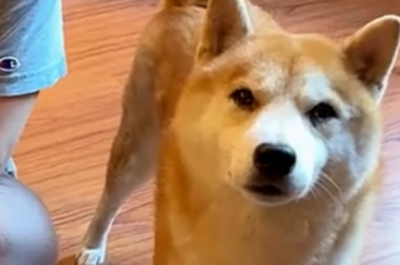 鉴定完毕，是中华田园犬！