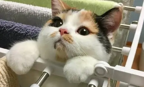 拿毛巾洗冲凉时，三花躲起来暗中观察