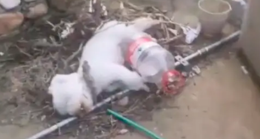 男孩从宠物店偷走狗妈妈，然后从17楼扔下摔死！原因让人无法理解