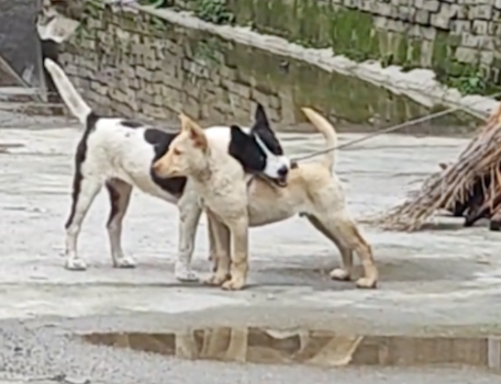 狗狗看同伴被绳子拴起来了，试图用牙齿帮它咬断