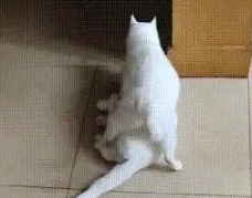 猫咪要生二胎，非要让大儿子去看：让你知道老娘生你有多不容易