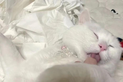 猫咪把卫生纸撕得稀碎，被铲屎官逮捕后还一脸不服
