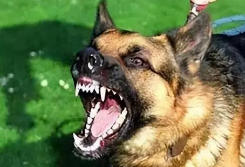 无偿收养却被狗咬伤 索赔难