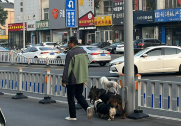 带两只狗出门散步,比熊一直站在柯基的背上! 带两只狗出门散步,比熊一直站在柯基的背上!