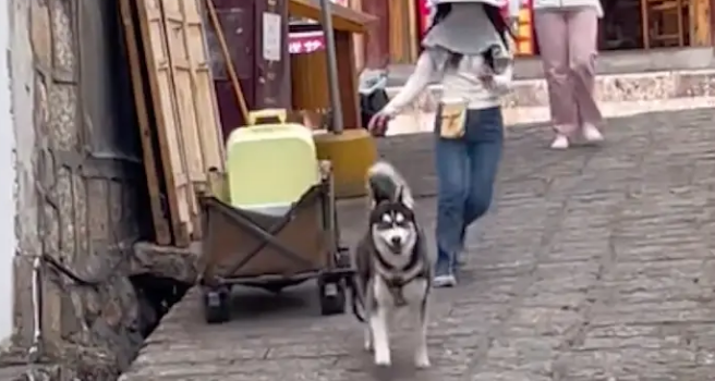 哈士奇帮住宿的客人拉行李箱，招揽了生意又帮了忙，一举两得啊！