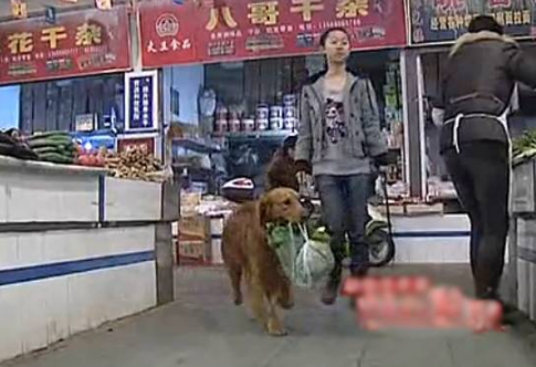 女主人下班逛菜市场 金毛狗狗全程拎菜众人叫好 
