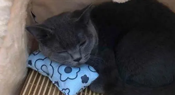 蓝猫被困70多天，主人回来时还活着，只是它已经泪流满面