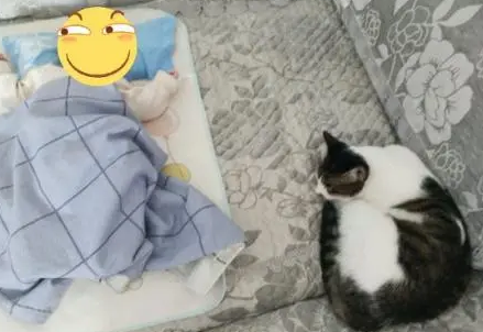 女孩怀孕了不顾家人反对，坚决不送走猫