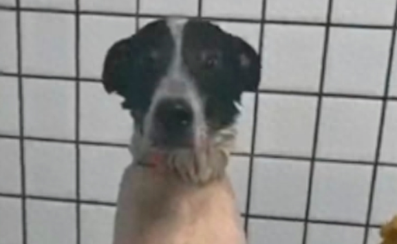 狗狗出去玩了一身泥，担心被骂，竟自己去宠物店洗澡了