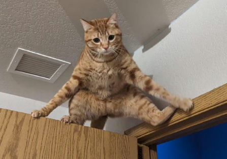 猫咪的九条命被人耍了一条