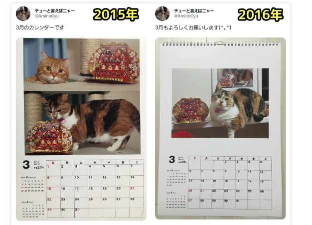 三花猫“影分身”日历爆红,铲屎官连拍十年,满满的都是爱~ 三花猫“影分身”日历爆红,铲屎官连拍十年,满满的都是爱~