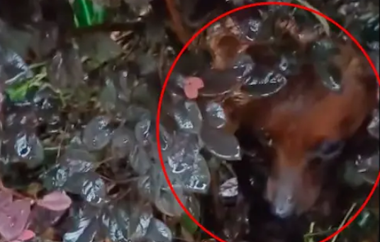 想把流浪狗送收容所，却是打狗队来接它！女生察觉不对立马要回狗